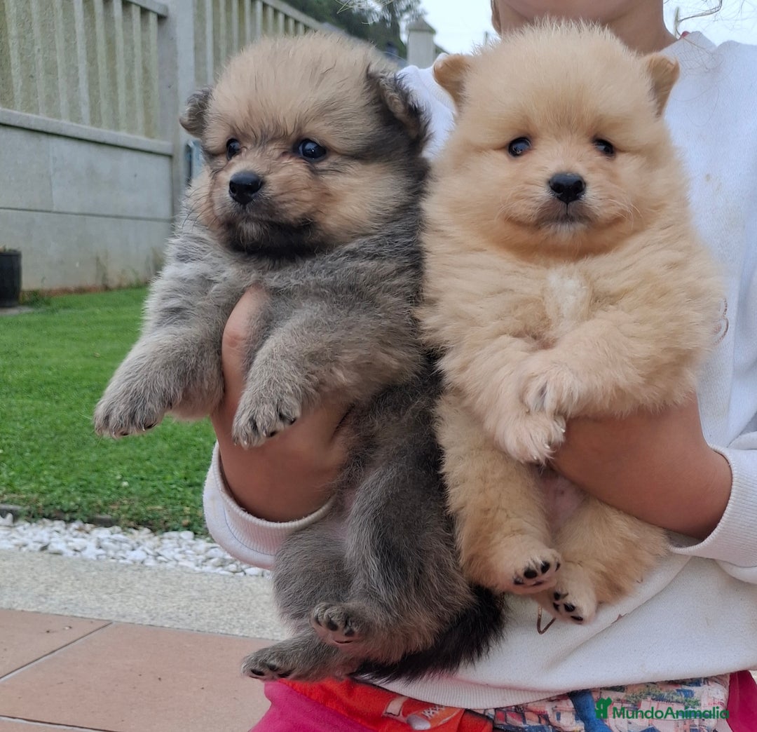 Pomerania perros en venta: Pomerania cachorros - Imagen 12