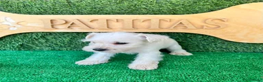 Schnauzer Miniatura 4