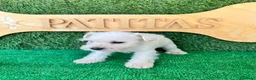 Schnauzer Miniatura perros en venta: Schnauzer mini blanco - Anuncio 4