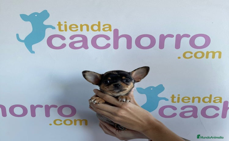Chihuahua perros - Anuncio 3
