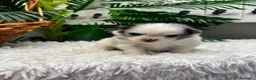 Pomerania perros en venta: POMERANIA - Anuncio 10
