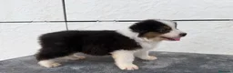 Pastor Australiano perros en venta:  Bahia de Txingudi Pastor Australiano  - Anuncio 14