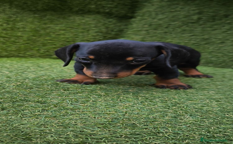 Teckel perros - Anuncio 11