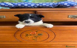 Border Collie perros en venta: Border collie - Imagen 2