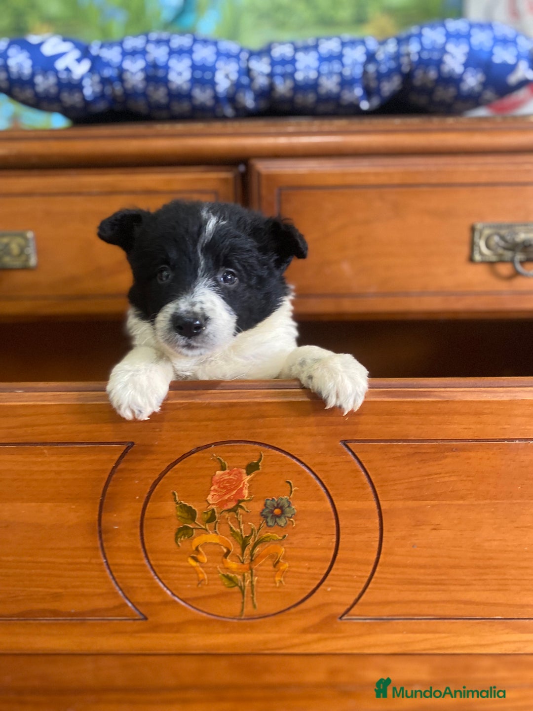 Border Collie perros en venta: Border collie - Imagen 2