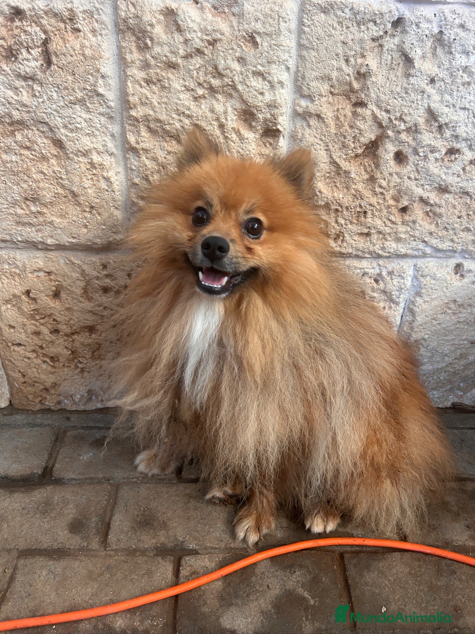 Pomerania perros Pomeranias de 1 año - Anuncio 1