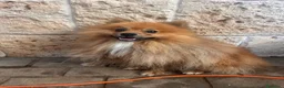 Pomerania perros en venta: Pomeranias de 1 año - Anuncio 1