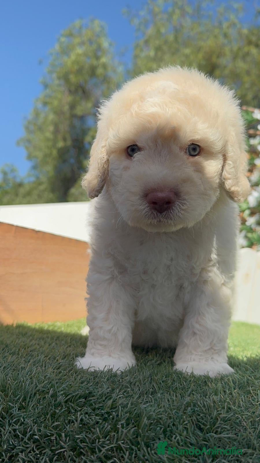 Perro de Agua Español perros en venta: PERRO DE AGUA RABON - Anuncio 8