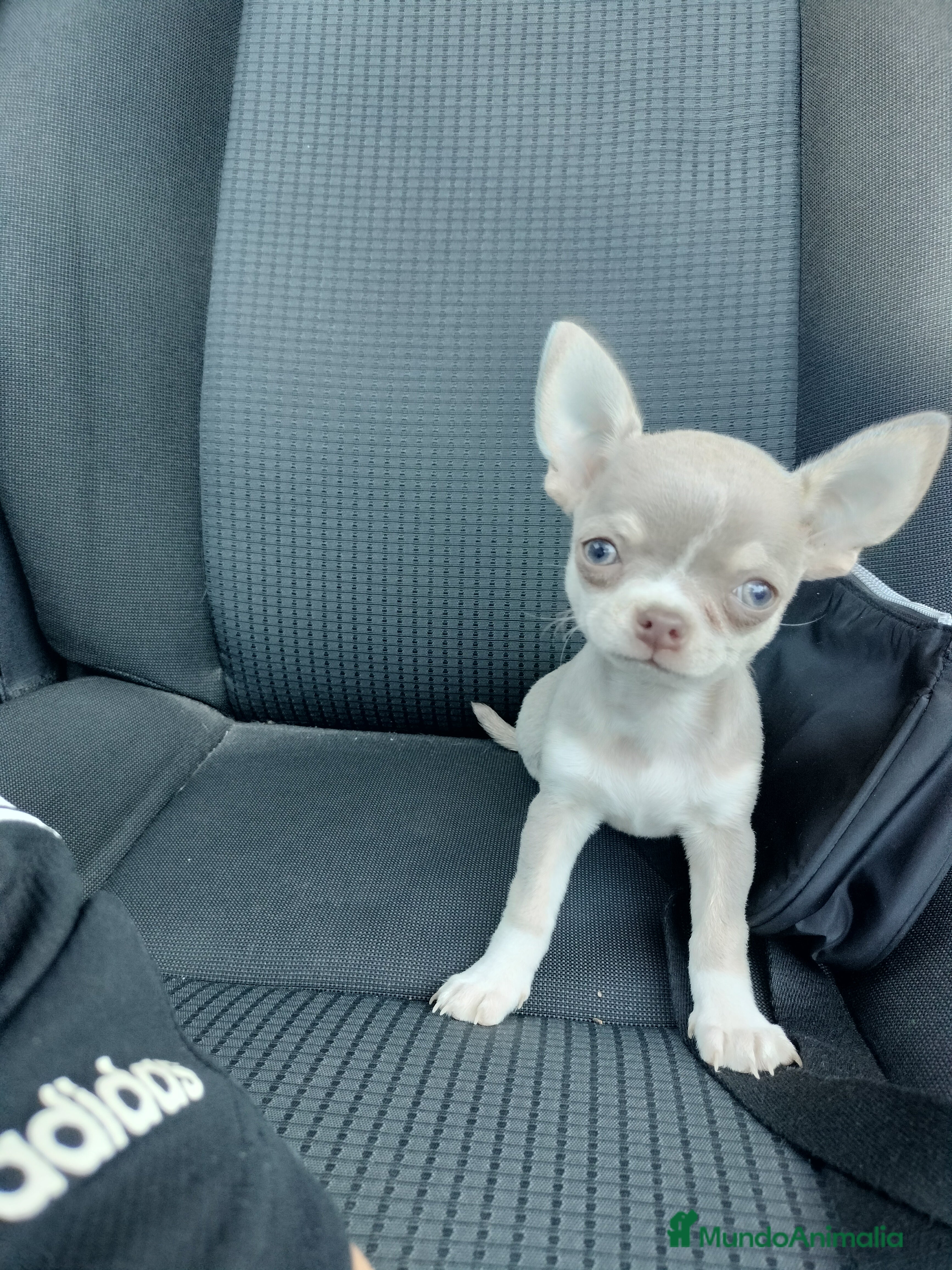 Chihuahua perros Chihuahua mini en Badajoz - Anuncio 36