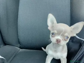 Chihuahua perros Chihuahua mini en Badajoz - Anuncio 40