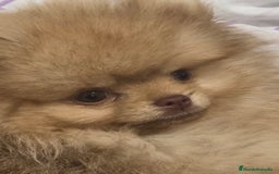 Pomerania perros en venta: Pomerania - Imagen 2