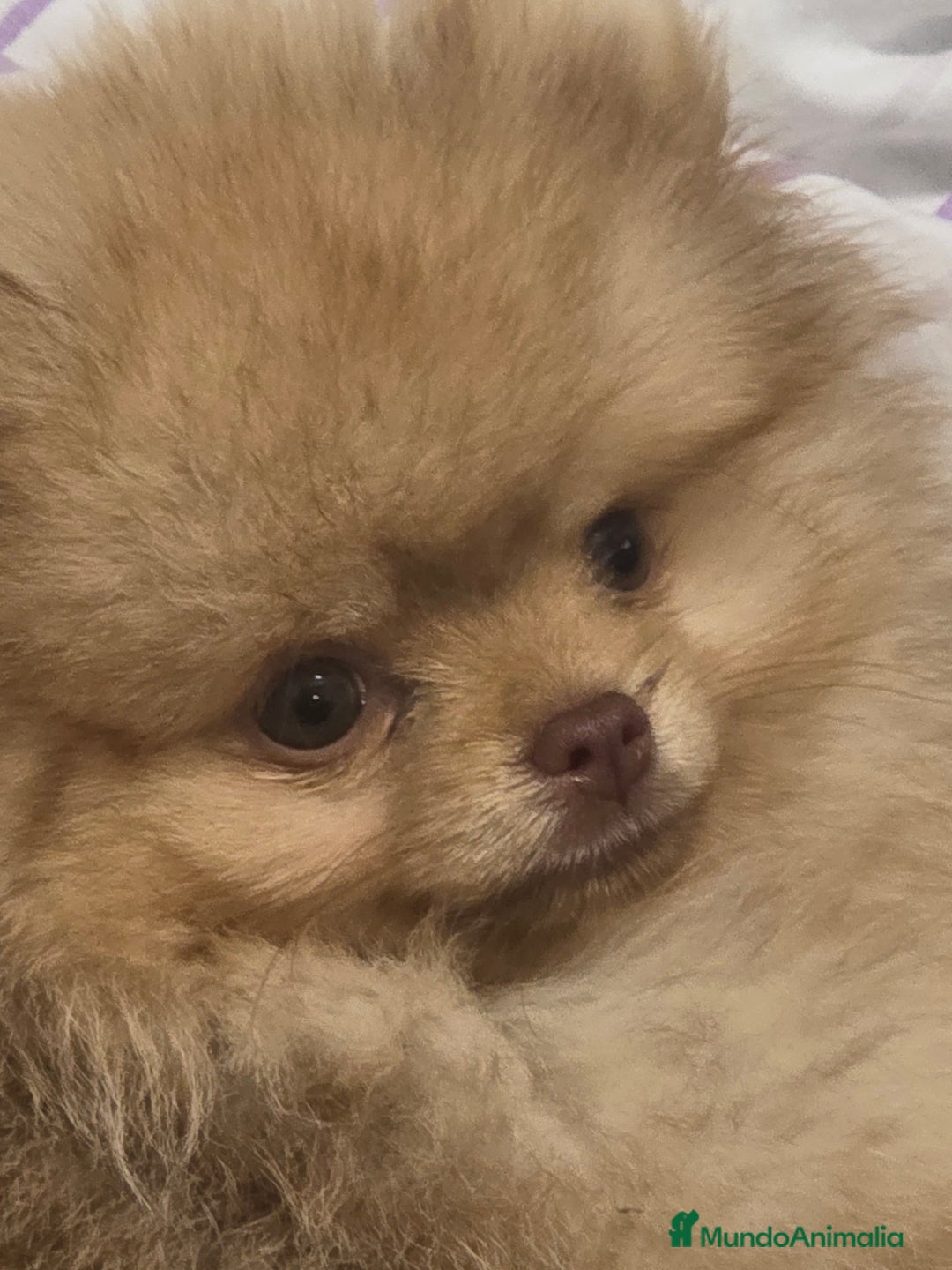 Pomerania perros en venta: Pomerania - Imagen 2