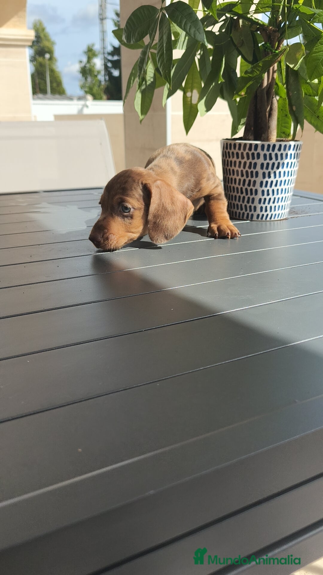 Teckel Miniatura perros en venta: Teckel mini exóticos, arlequín, pielbad, chocolate - Imagen 7