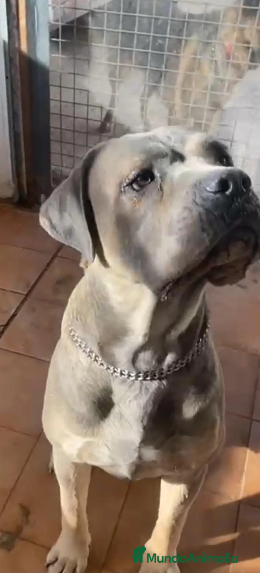 Cane Corso perros en venta: CANE CORSO - Anuncio 8