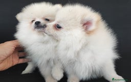 Pomerania perros en venta: POMERANIA - Anuncio 3
