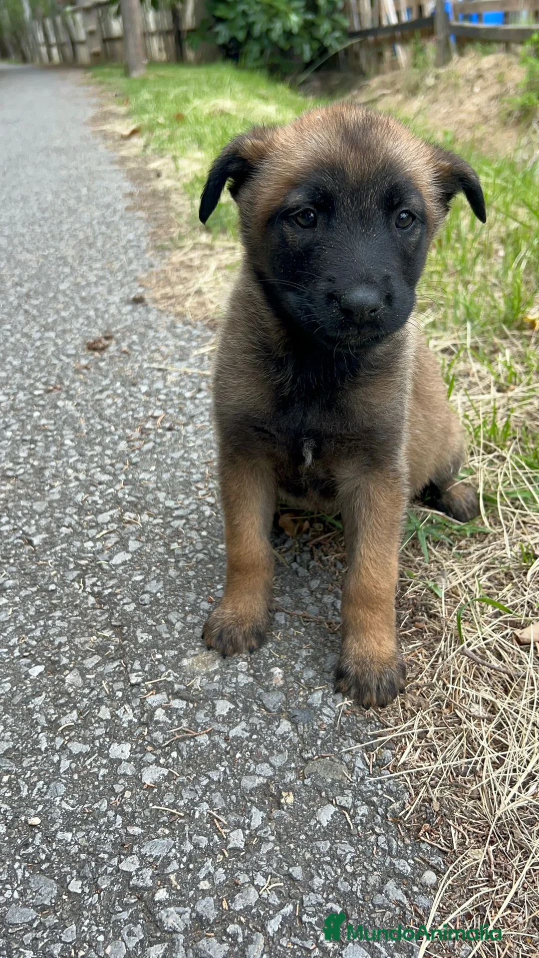 Pastor Belga Malinois perros en venta: Pastor belga malinois  - Anuncio 5