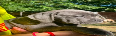 Cane Corso 1