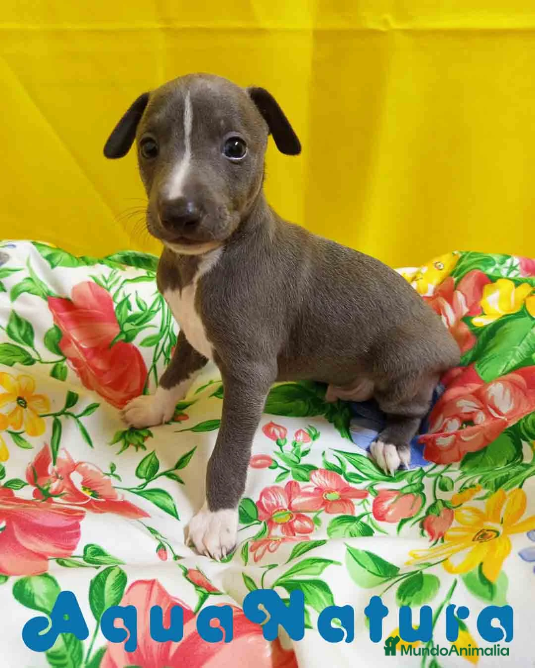 Pequeño Lebrel Italiano perros en venta: Lebrel Italiano Macho 1755 AQUANATURA - Anuncio 9