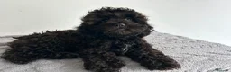 Maltipoo perros en venta: Maltipoo mini  - Anuncio 3