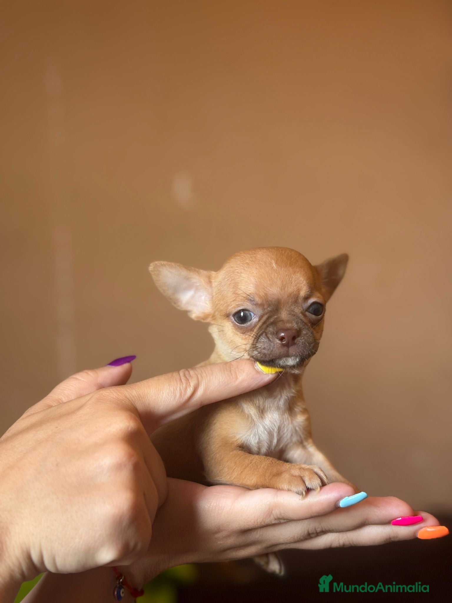 Chihuahua perros en venta: Chihuahua  mini toy  - Anuncio 3