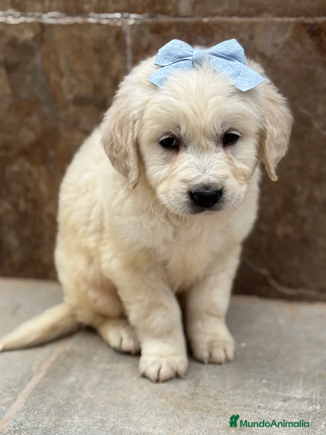 Golden Retriever perros en venta: Espectacular y último cachorro disponible  en Sevilla - Anuncio 4