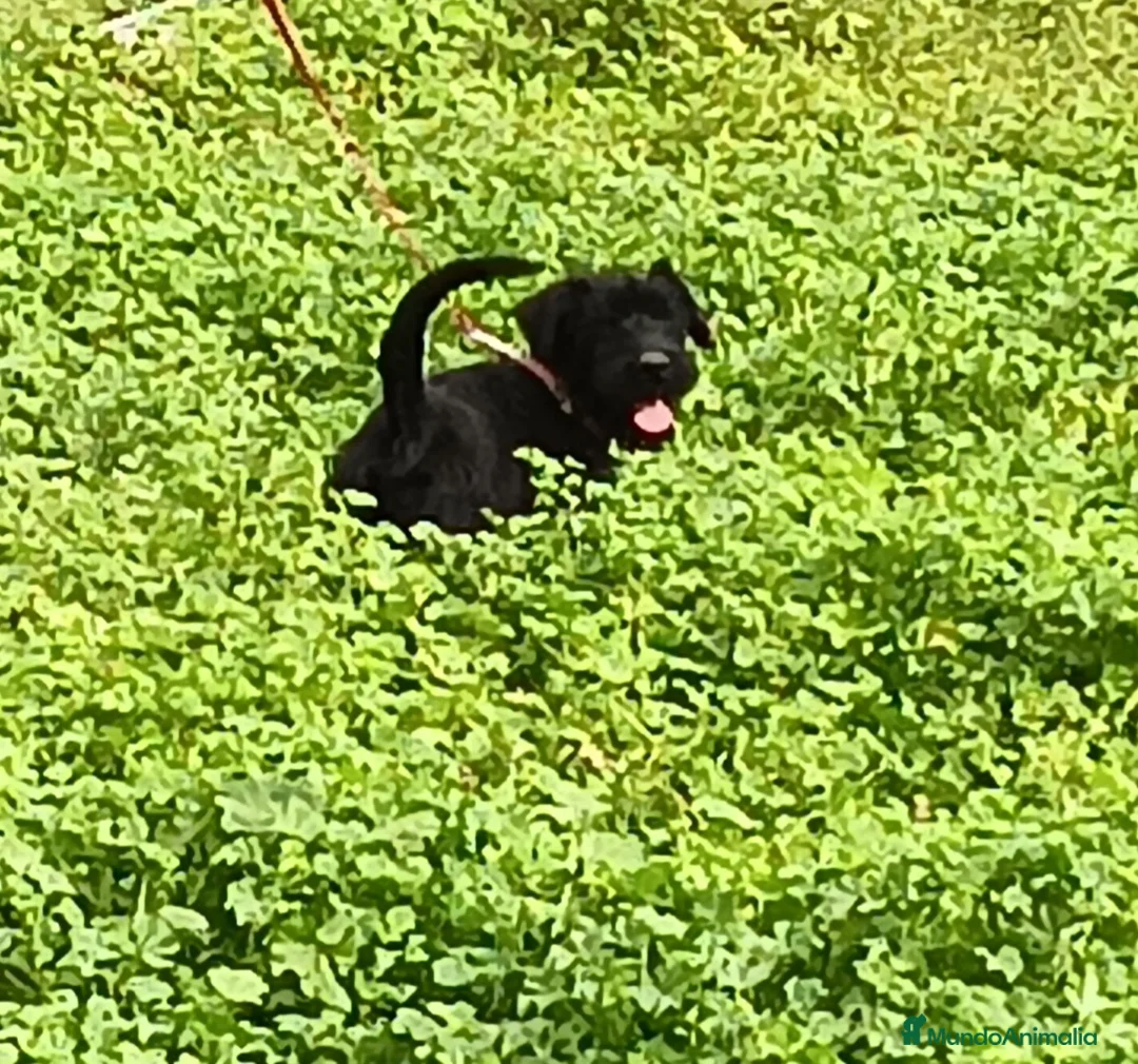 Schnauzer Gigante perros en venta: SchnauzerGiganteMacho - Anuncio 1