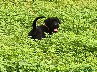 Schnauzer Gigante perros SchnauzerGiganteMacho - Anuncio 2