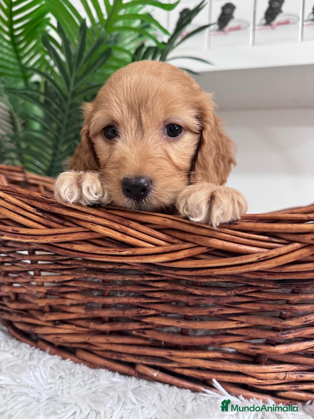 Otras razas perros en venta: COCKAPOO - Imagen 10