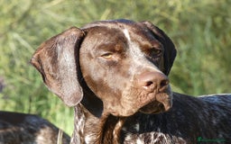 Braco Francés tipo Pirineos Talla Pequeña perros en venta: RESERVA DE CAMADA "E" DE BRACO BRANCÉS - Imagen 5