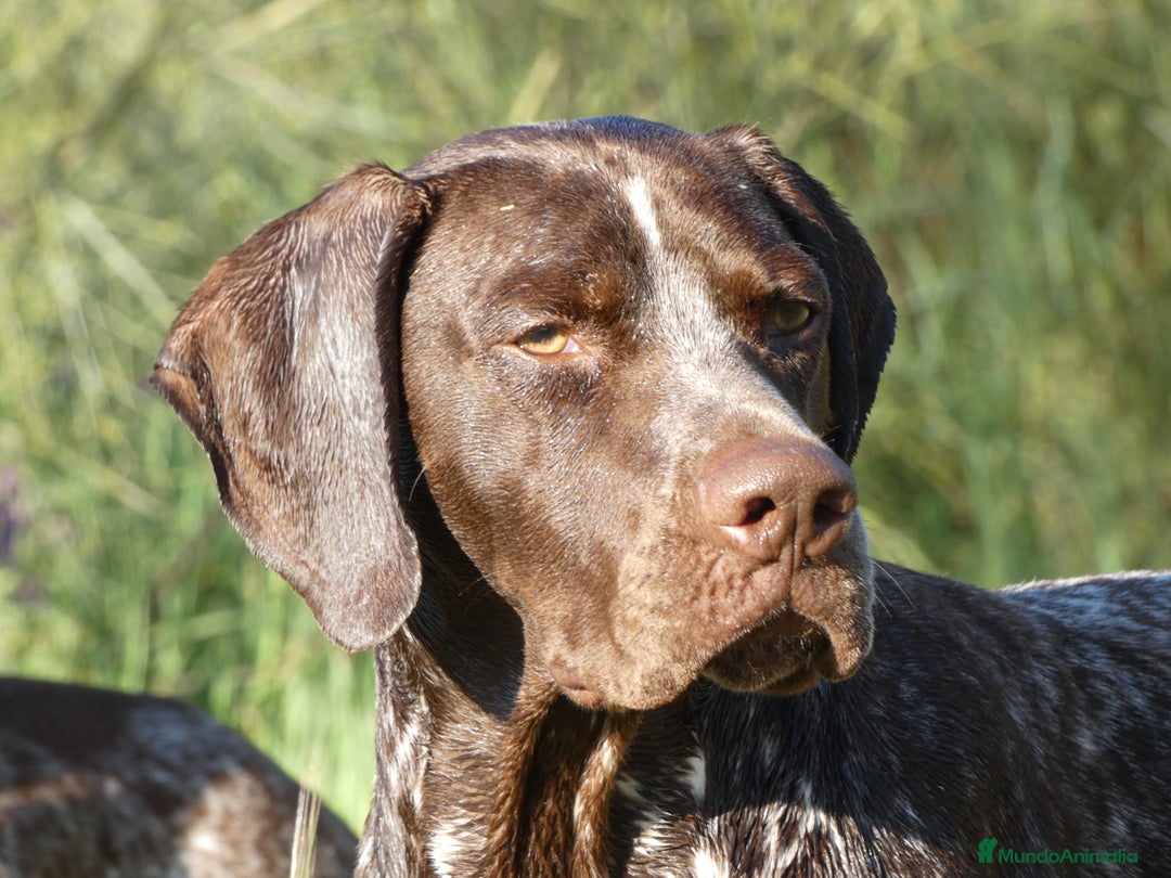 Braco Francés tipo Pirineos Talla Pequeña perros en venta: RESERVA DE CAMADA "E" DE BRACO BRANCÉS - Imagen 5