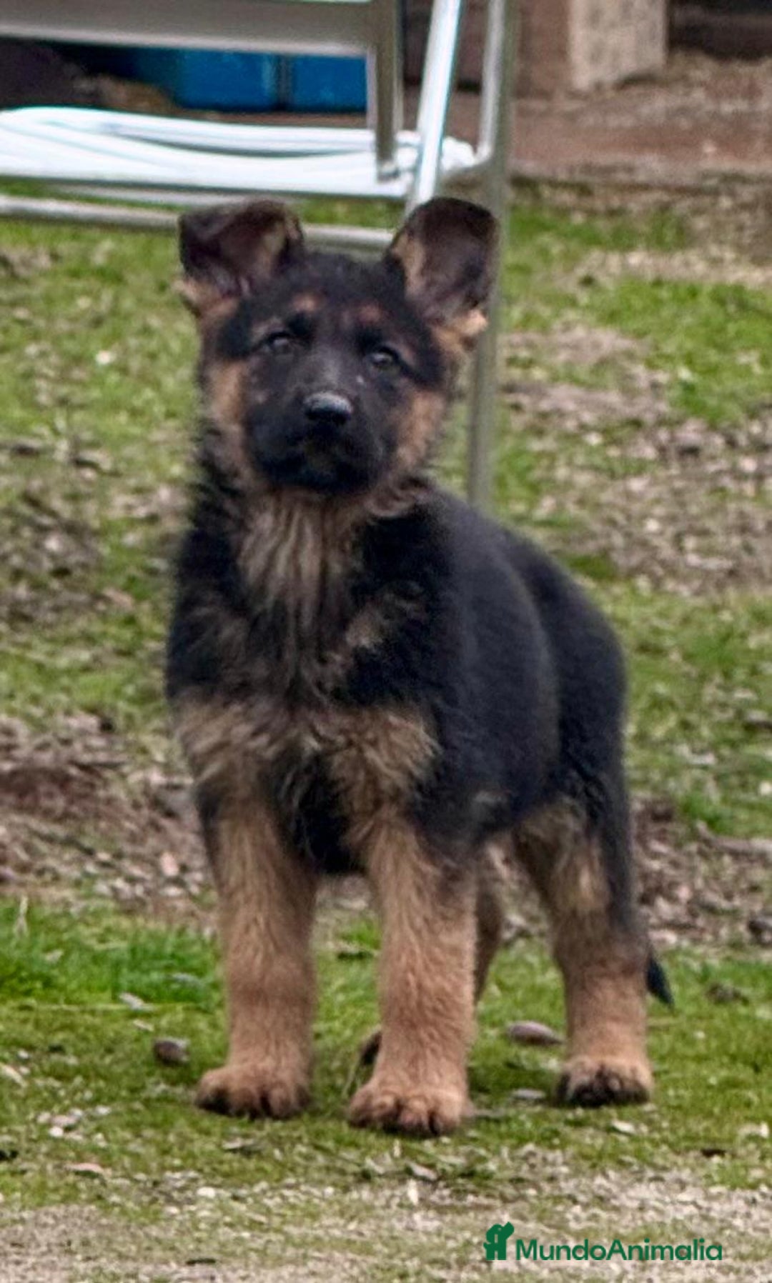 Pastor Alemán perros en venta: Pastor alemán belleza  - Anuncio 10