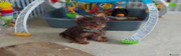 Raza Mixta perros en venta: Hembras Morky - Anuncio 1