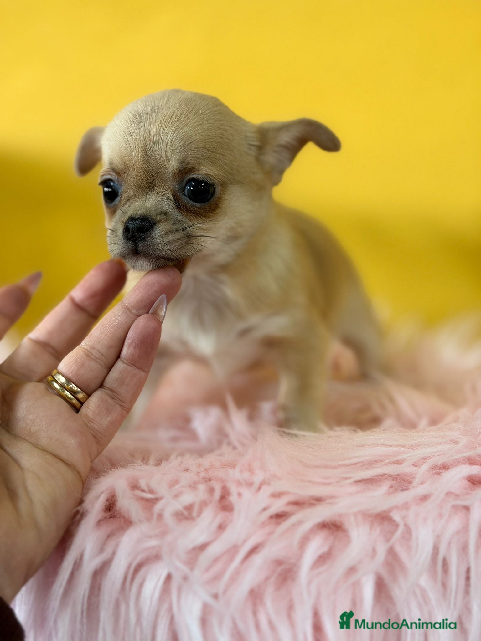 Chihuahua perros Chihuahua fawn - Anuncio 2