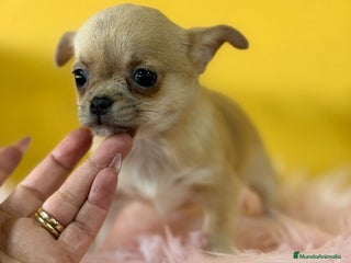 Chihuahua perros Chihuahua fawn - Anuncio 2