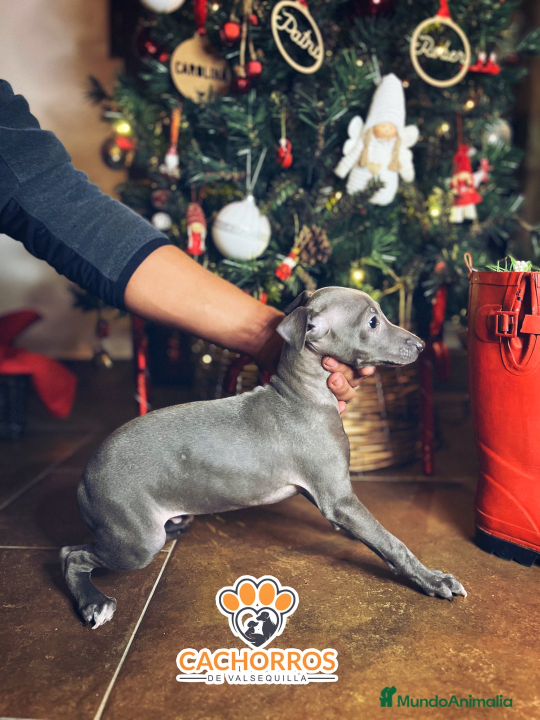 Pequeño Lebrel Italiano perros en venta: Lebrel italiano  - Anuncio 1