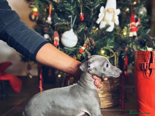Pequeño Lebrel Italiano perros Lebrel italiano - Anuncio 1