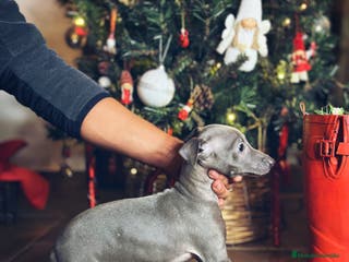 Pequeño Lebrel Italiano perros Lebrel italiano - Anuncio 4