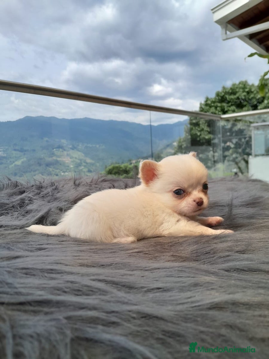 Chihuahua perros CHIHUAHUAS MINI (ENVIO PERSONALIZADO)  - Anuncio 1