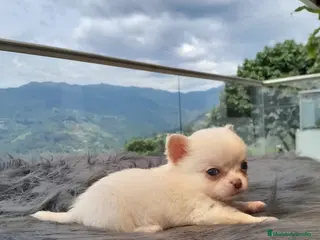 Chihuahua perros CHIHUAHUAS MINI (ENVIO PERSONALIZADO) - Anuncio 1