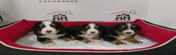 Boyero de Berna perros en venta: boyero de berna - Anuncio 6
