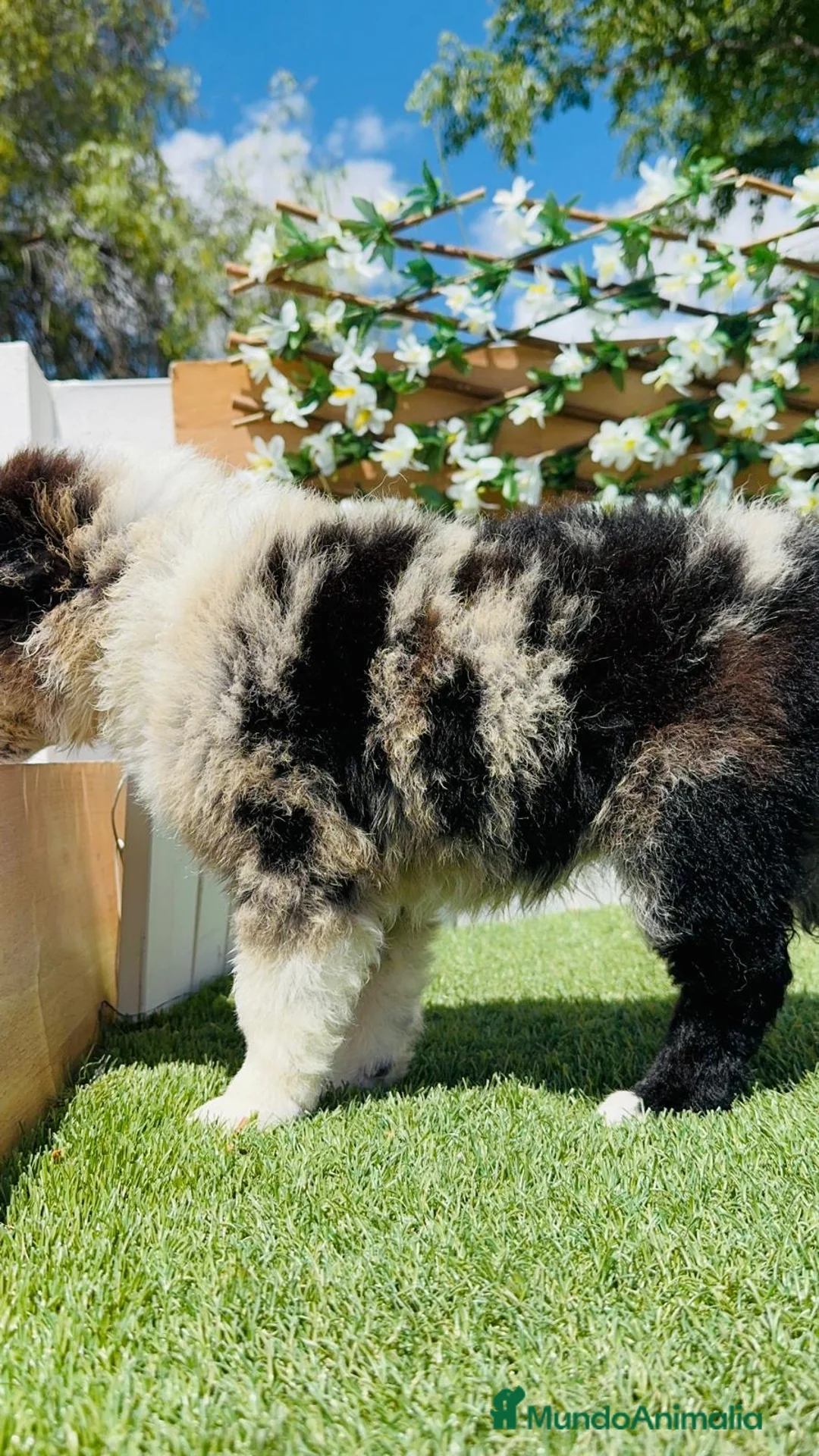 Border Collie perros en venta: BORDER COLLIE 🎀 - Anuncio 2