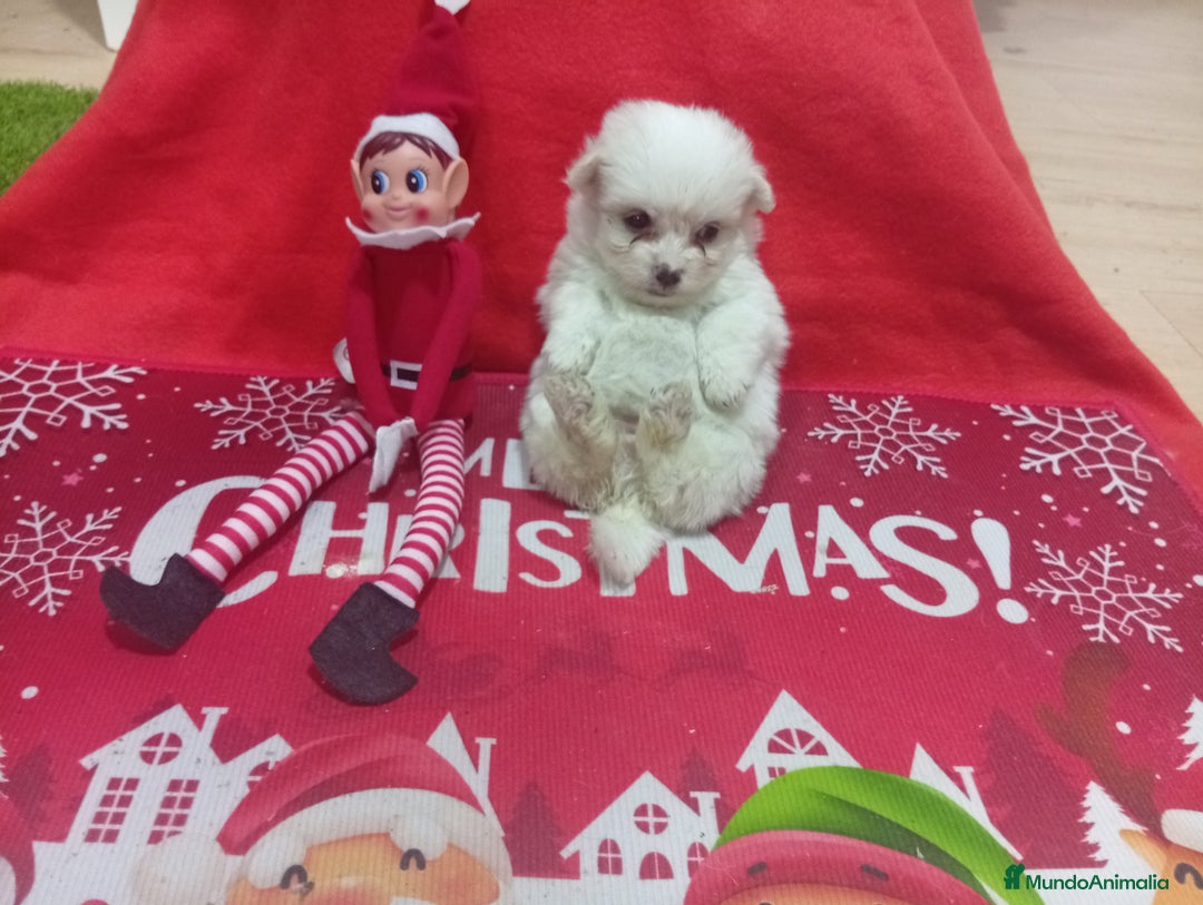 Raza Mixta perros en venta: PRECIOSA MALTIPOM - Anuncio 2