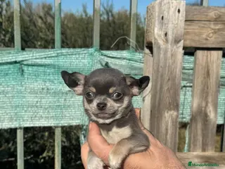 Chihuahua perros ‼️‼️Chihuahuas muy cariñosos tamaño mini - Anuncio 2