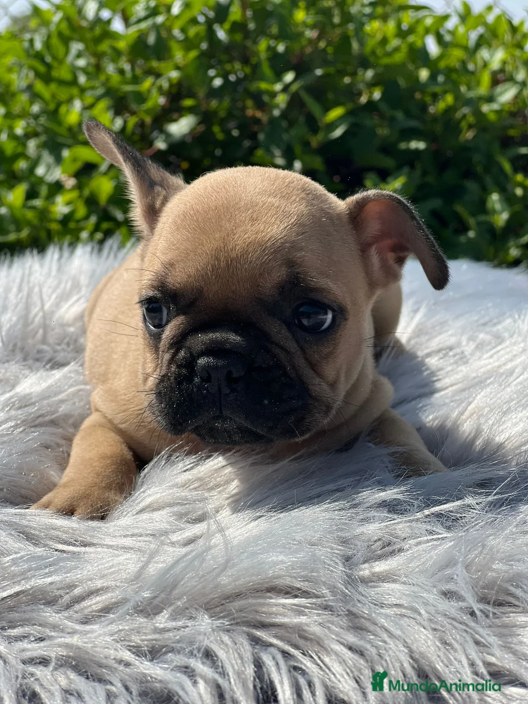 Bulldog Francés perros en venta: CAMADA BULLDOG FRANCÉS FAWN - Anuncio 7