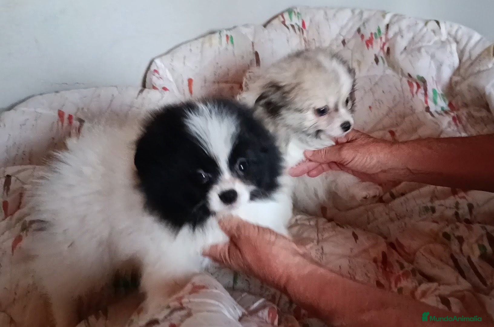Pomerania perros POMERANIAS MACHITOS PRECIOSOS  - Anuncio 15