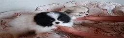 Pomerania perros en venta: POMERANIAS MACHITOS PRECIOSOS  - Anuncio 3