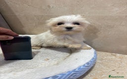 Bichón Maltés perros en venta: Bichon maltés toy  - Anuncio 5