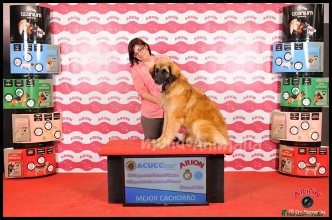 Imagen de galería {{count}}