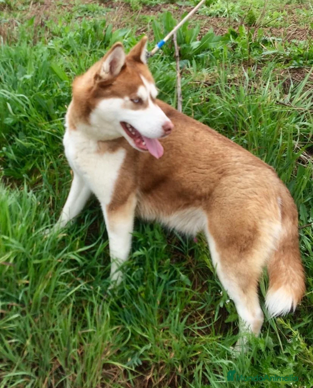 Husky Siberiano perros en venta: Husky Siberiano  - Anuncio 2