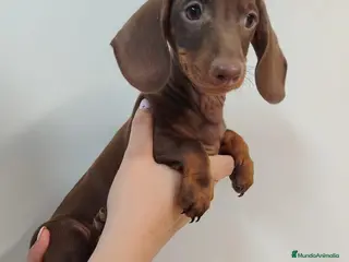 Teckel perros Teckel - Anuncio 1